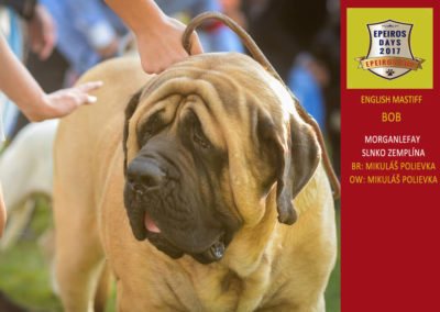BOB-mastiff